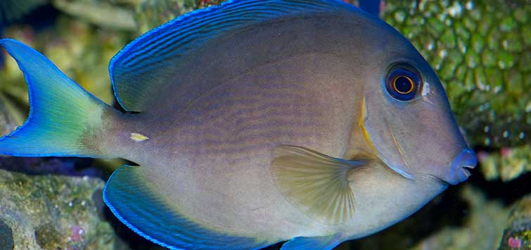 "Creating a Caribbean Sea Ecosystem at Home: A Dive into Biotope Aquariums"