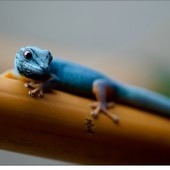 Lizards & Geckos