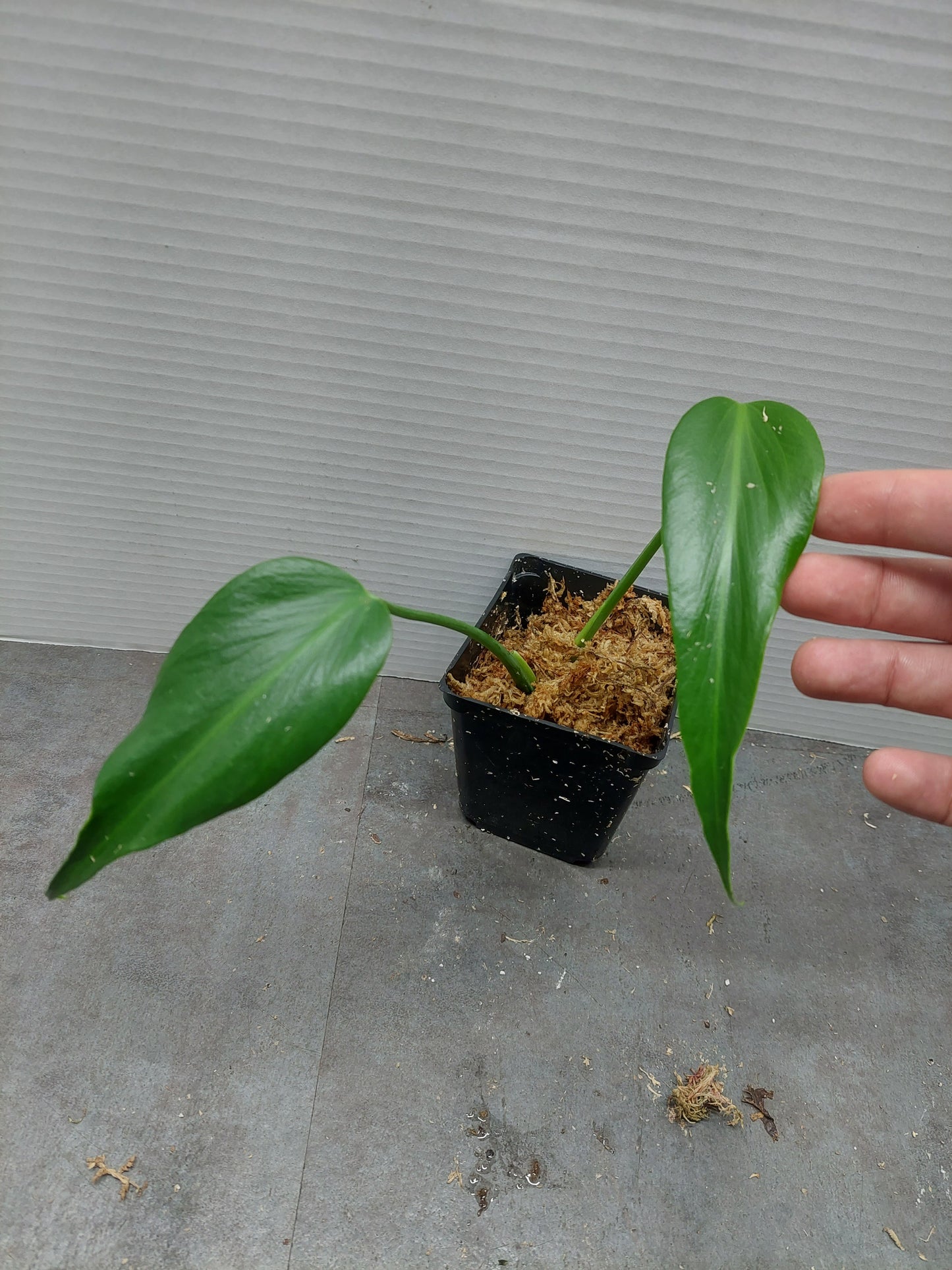 Monstera Burle Marx Flame