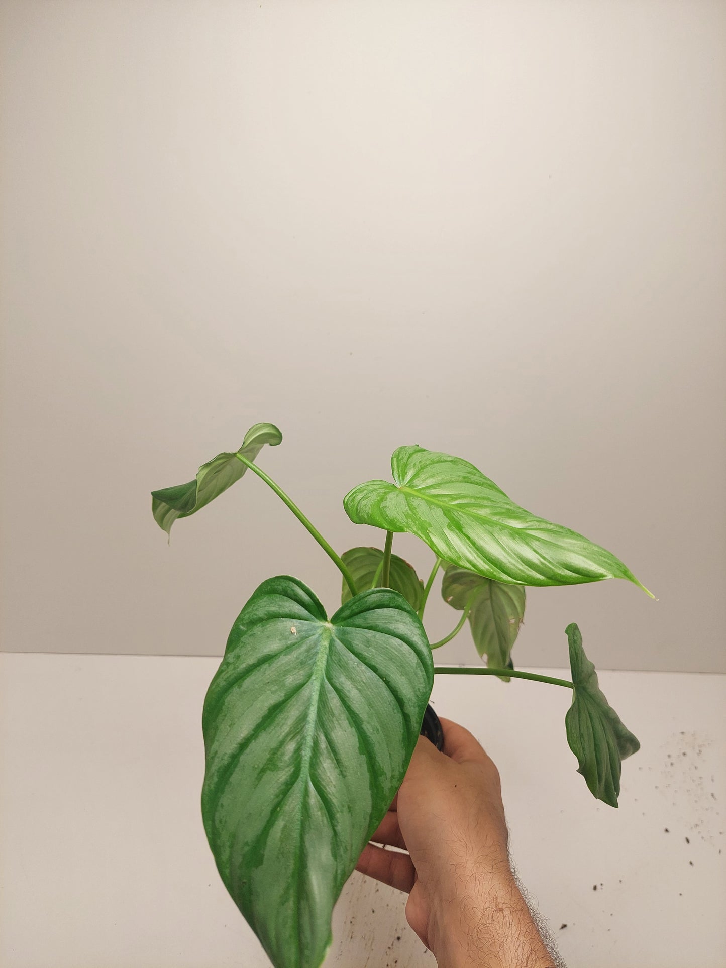 Philodendron Pastazanuum Silver