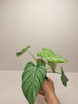 Philodendron Pastazanuum Silver