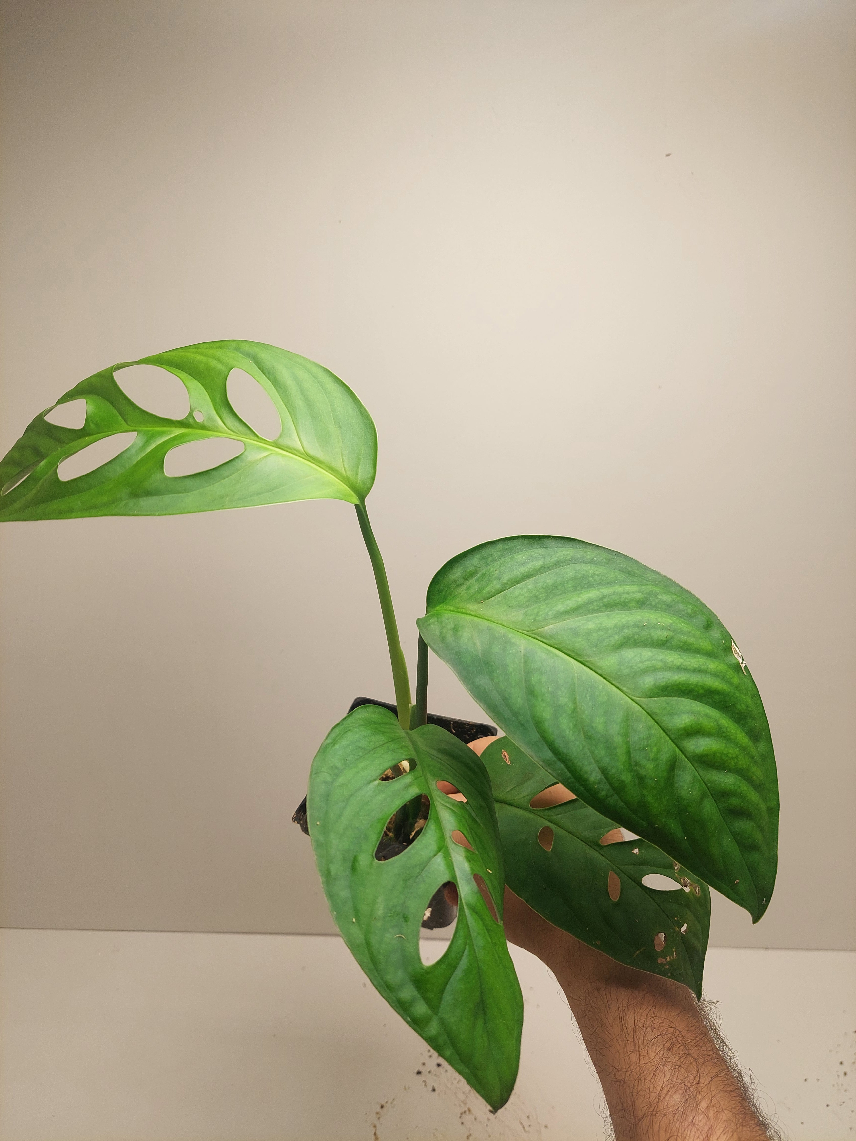red anderson philodendron Philodendron Red Anderson 6” main image 0