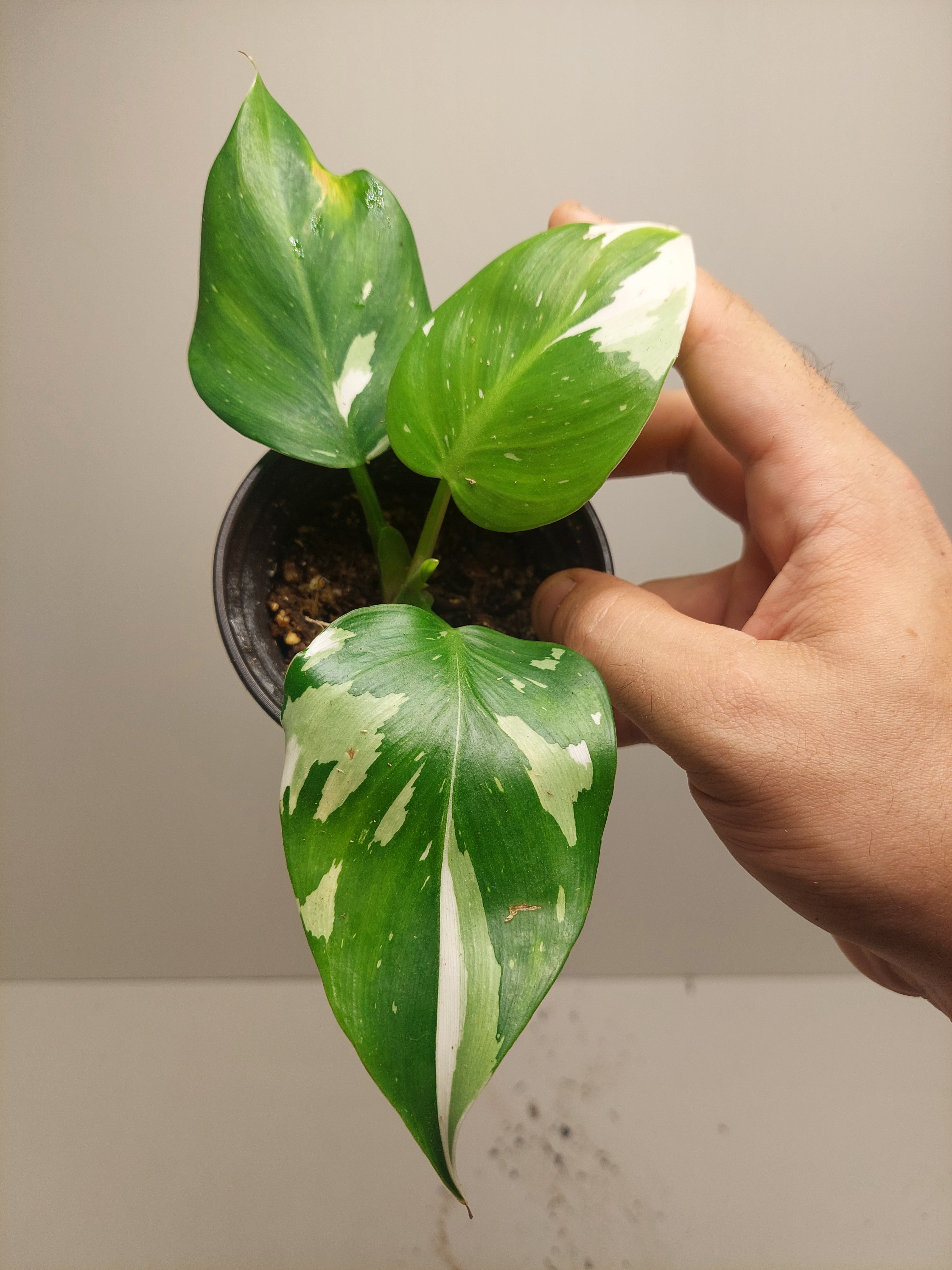 philodendron exotica Silver Pothos 'Exotica'