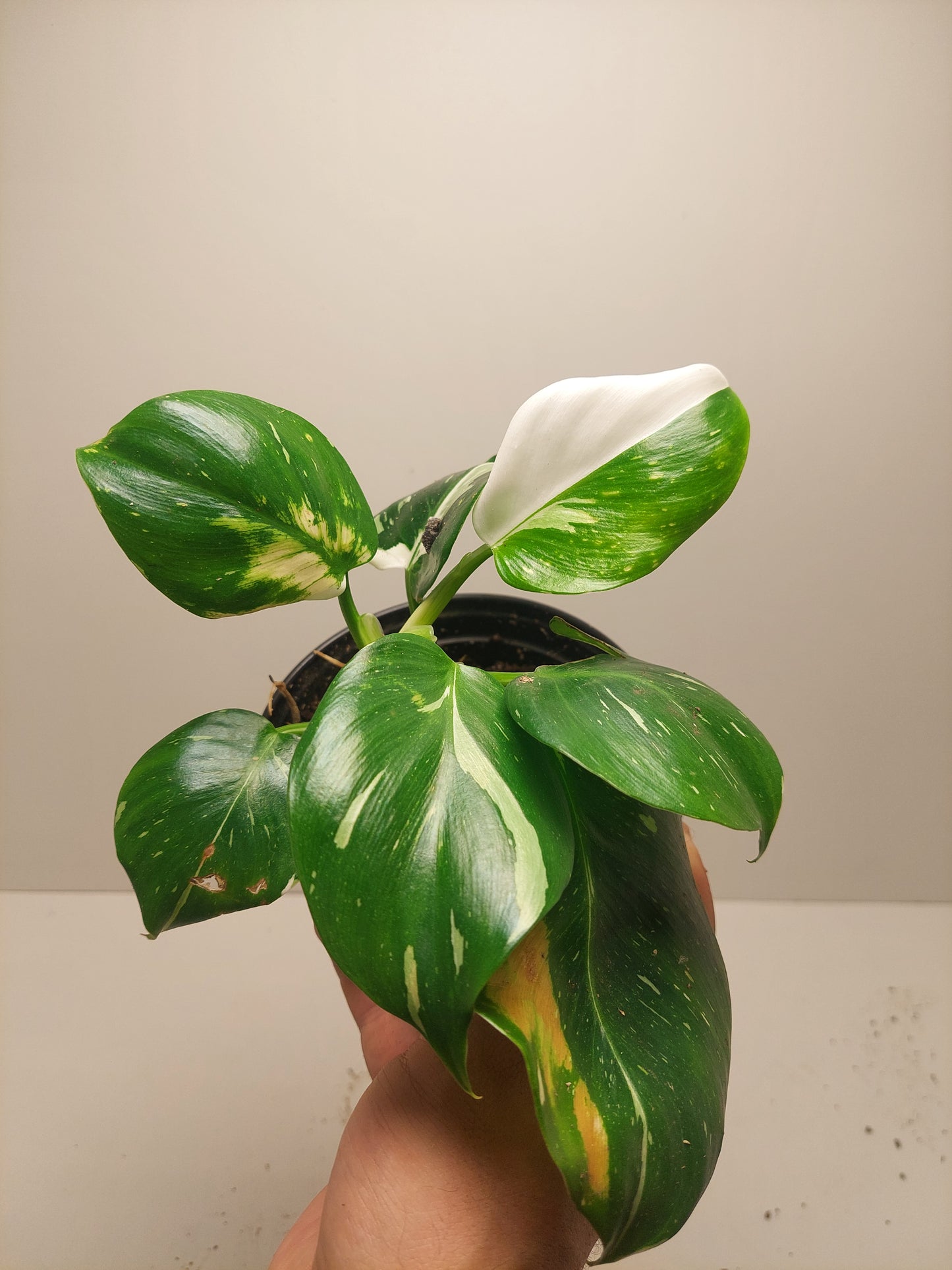Philodendron White Wizard #3