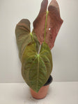 Anthurium BVEP