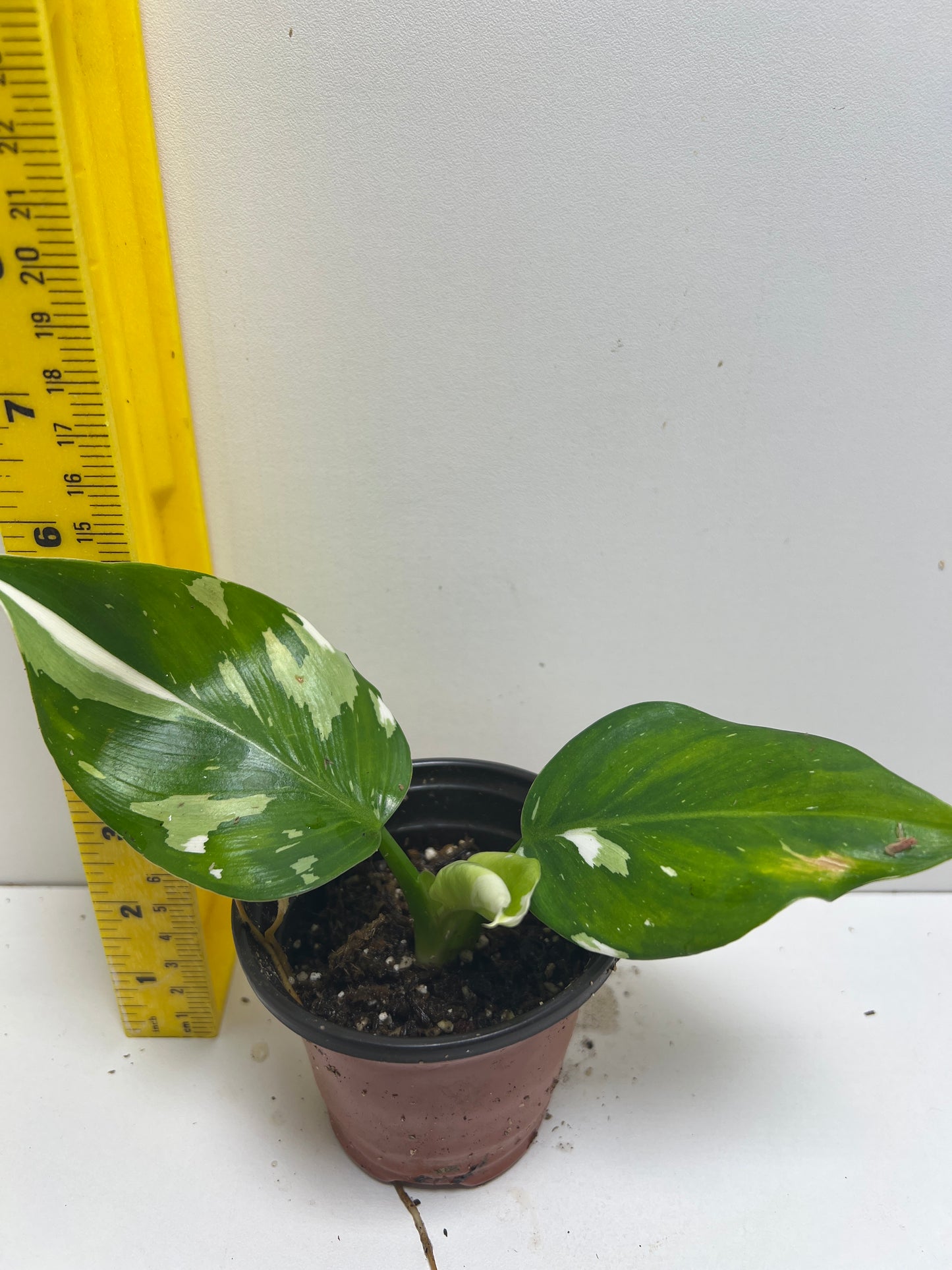 Philodendron White Wizard