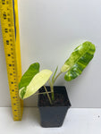 Philodendron Burle Marx variegata #3