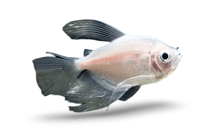 White Skirt Tetra