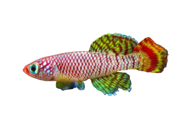 Nothobranchius Korthausae "Yellow" - M/F Pair