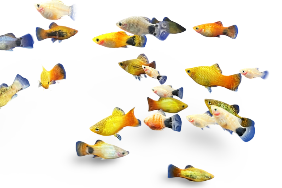 Assorted Platy