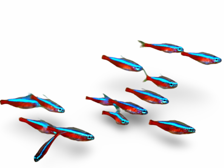Cardinal Tetra XL