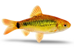 Gold Barb
