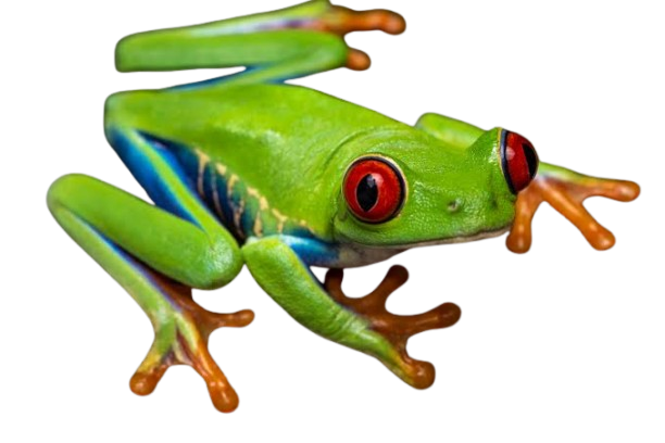 Red eye tree frog