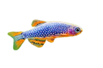 Celestial Pearl Danio