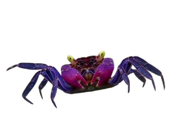 Geosesarma Dennerle / Purple Vampire Crab
