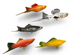 Assorted Swordtails