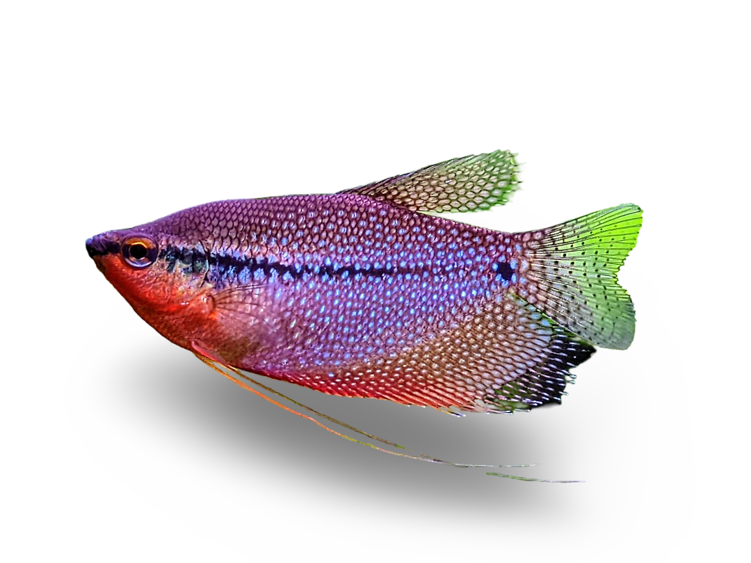 Pearl Gourami