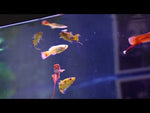 Assorted Swordtails