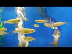 Assorted Danios