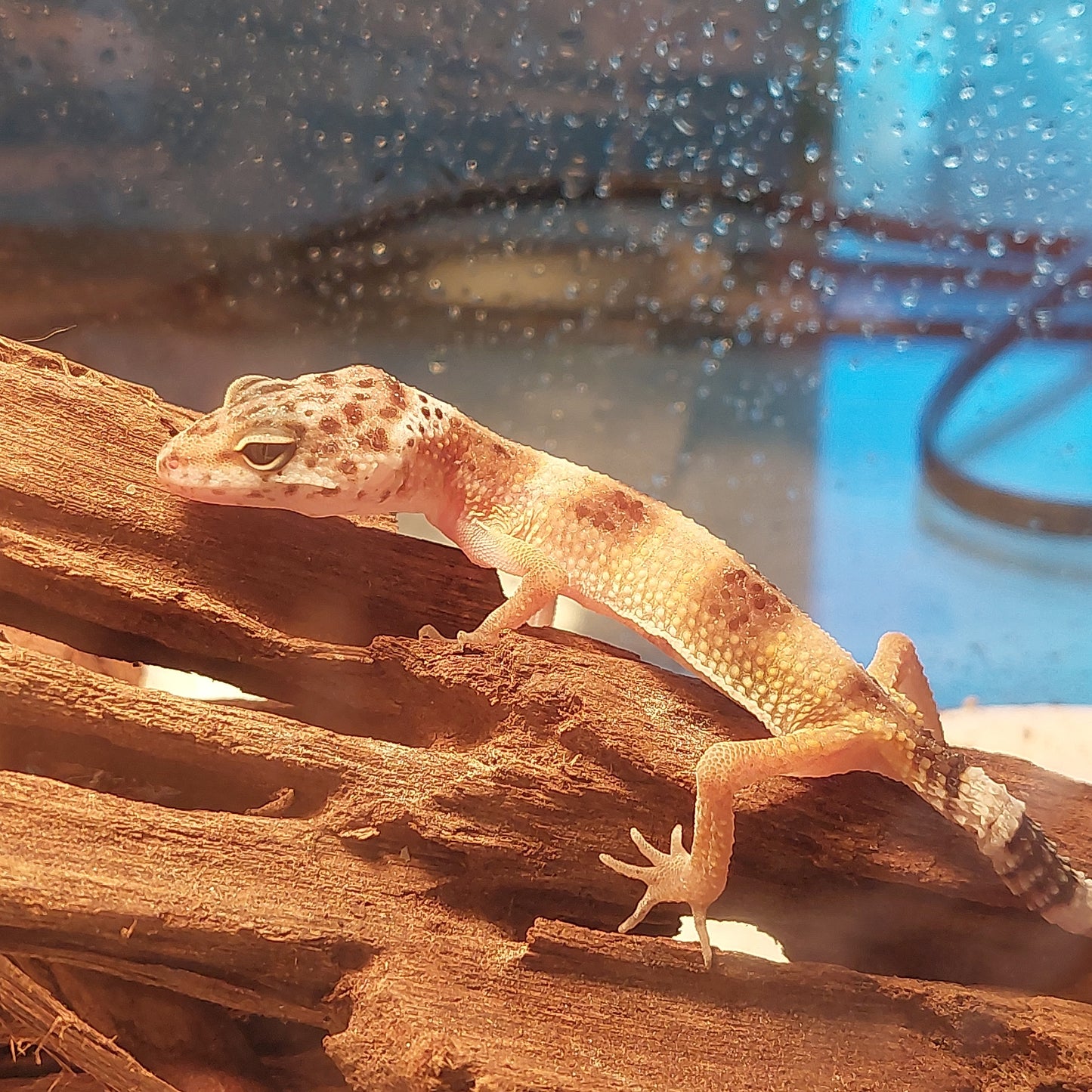 Young Leopard gecko
