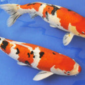 Goldfish & Koi