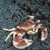 Crabs
