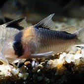 Corydoras