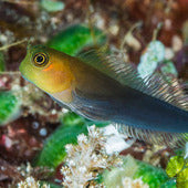 Blennies