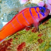 Gobies