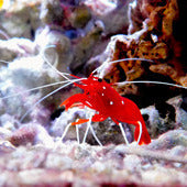 Shrimp
