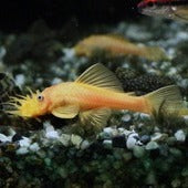 Plecos