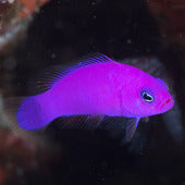 Dottyback