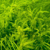 Mosses & Groundcover