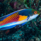Wrasses & Filefish