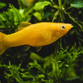 Livebearers