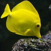 Surgeonfish
