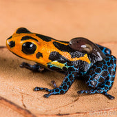 Ranitomeya & Epipedobates