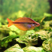 Rainbowfish