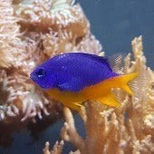 damselfish