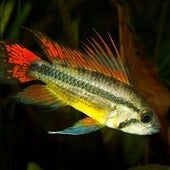 Cichlids