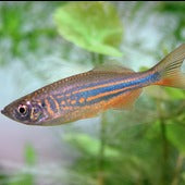 Danios & Rasboras