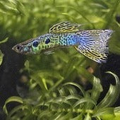 Guppies