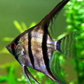 Angelfish & Discus
