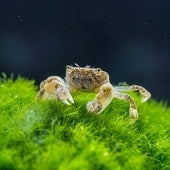 Aquatic Crabs