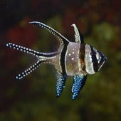 Cardinalfish
