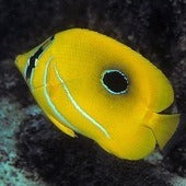 Butterflyfish