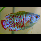 Gourami