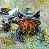 Toads