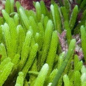 Macroalgae & Mangroves