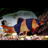 loaches